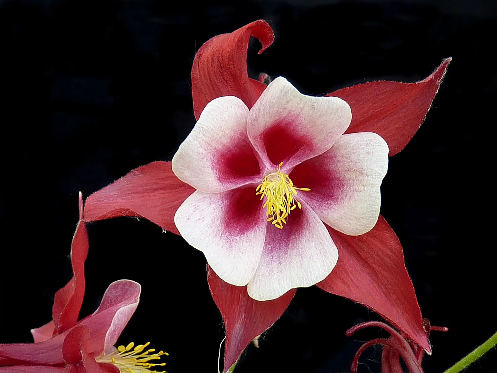 Cardinal Columbine (Aquilegia 'Cardinal') — Aquilegia 'Cardinal,' or Cardinal Columbine