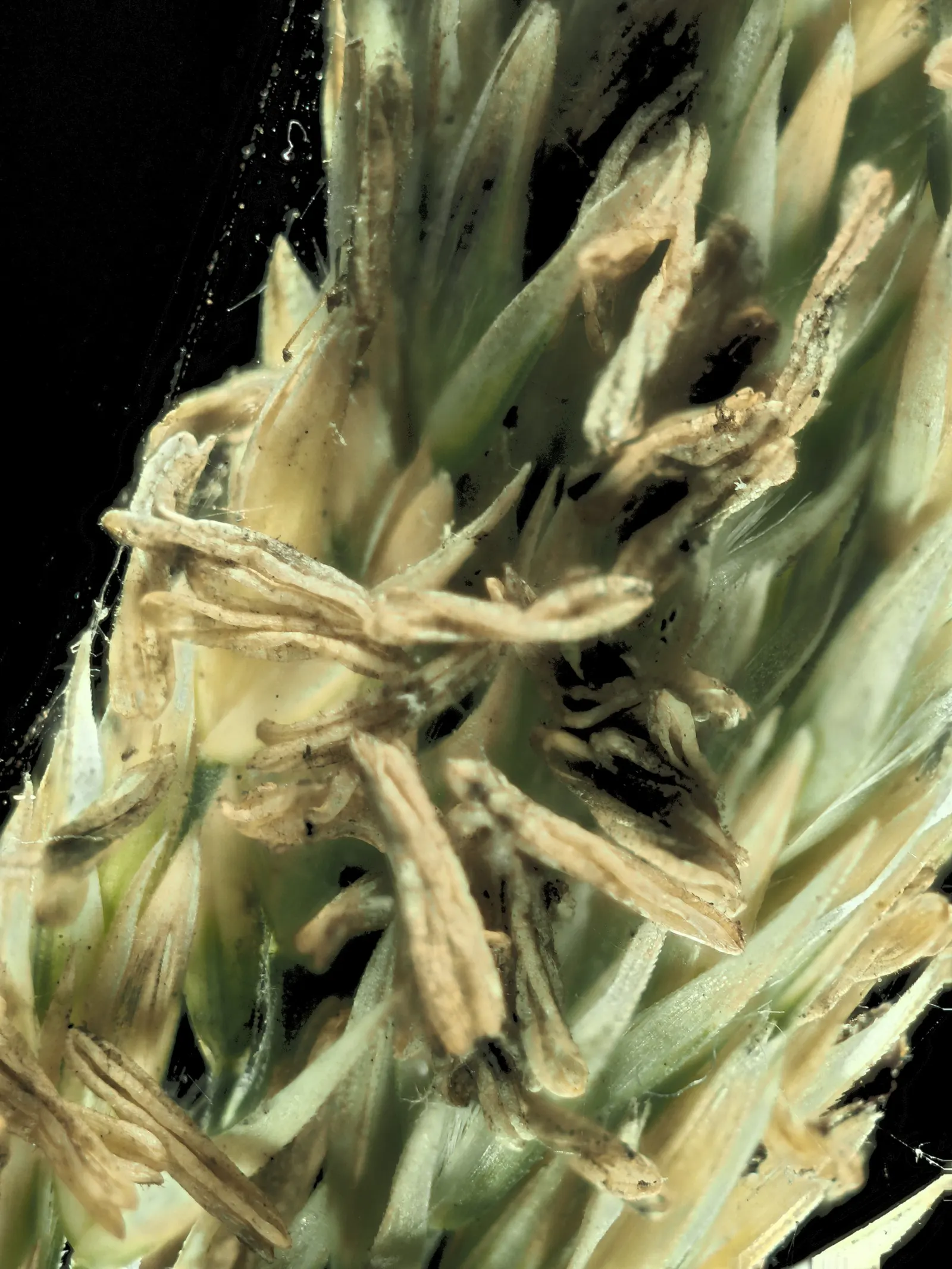 Pacific Reed Grass (Calamagrostis Nutkaensis) — thrives in USDA zones 7-10