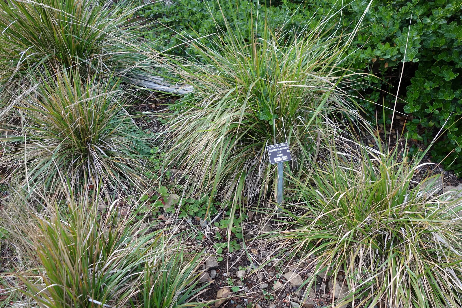 Pacific Reed Grass (Calamagrostis Nutkaensis) — reaching 2-3 feet in height and spreading to 1-2 feet