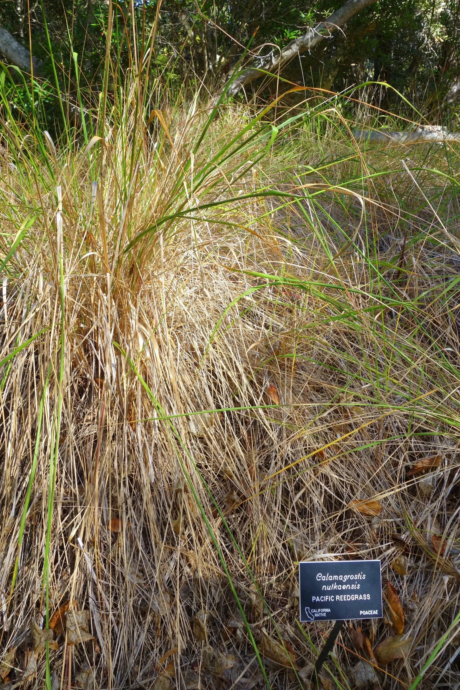 Pacific Reed Grass (Calamagrostis Nutkaensis) — cream-toned plumes and slender green foliage
