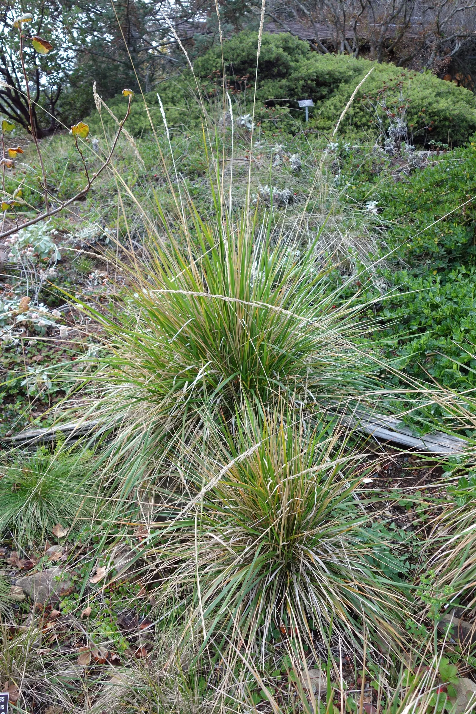 Pacific Reed Grass (Calamagrostis Nutkaensis) — This perennial showcases feathery