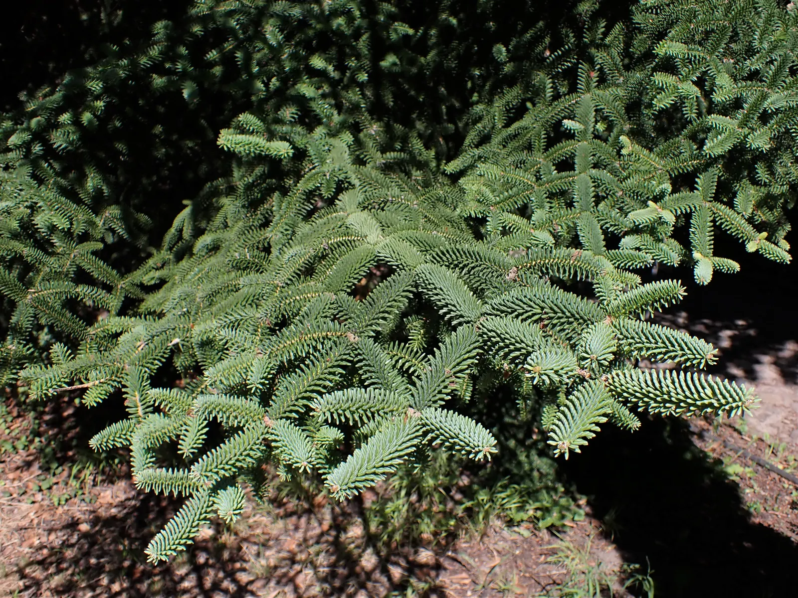 Moroccan Fir (Abies Marocana) — Abies marocana, or Moroccan Fir, is a rare conifer, native to the Atlas Mountains