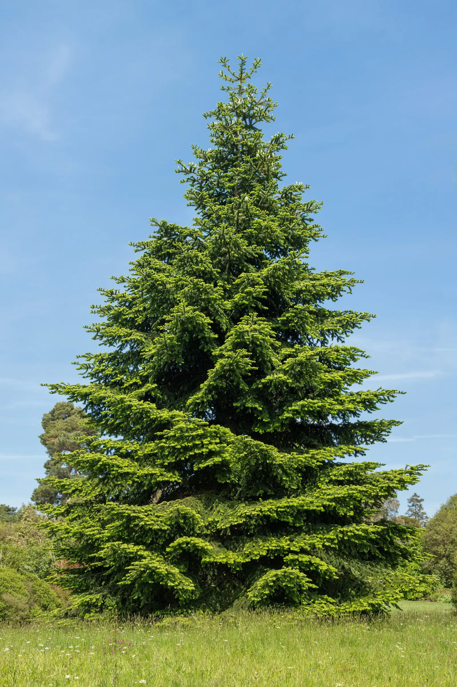 Moroccan Fir (Abies Marocana) — This evergreen exhibits a conical silhouette with a maximum height of 65 feet