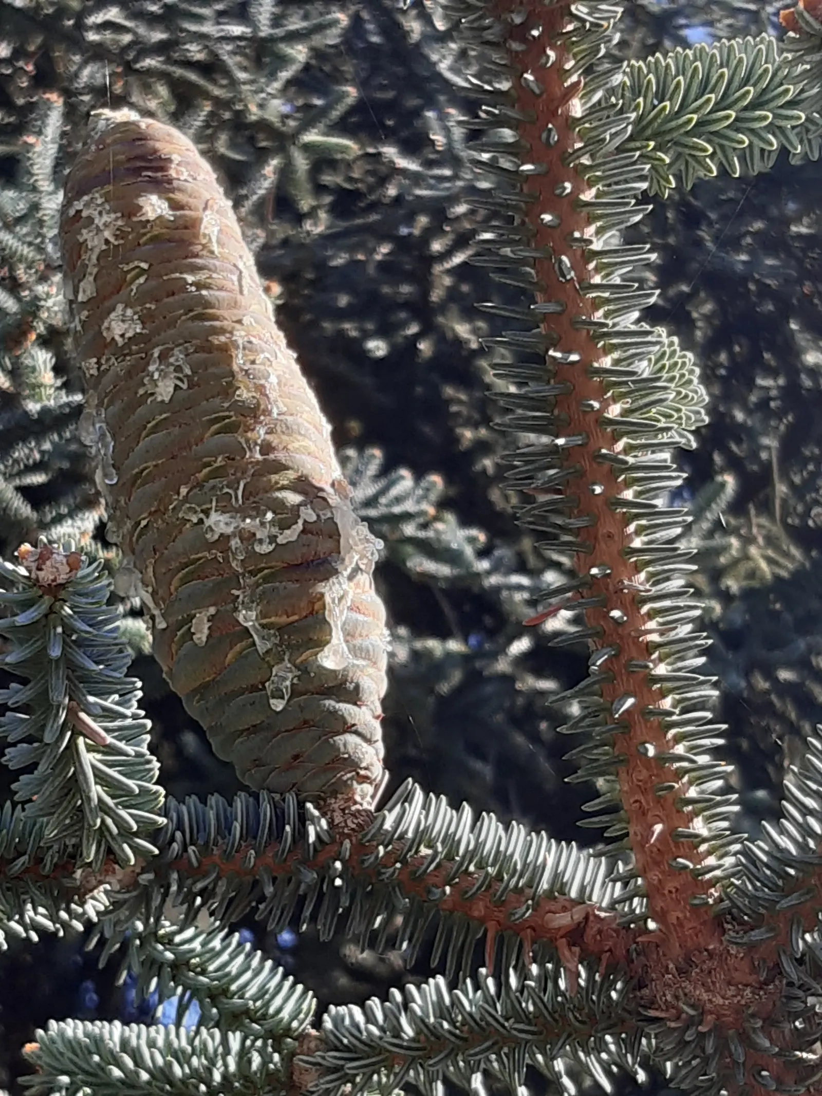 Moroccan Fir (Abies Marocana) — Its striking appearance and adaptability make it a majestic focal point for spacious landscapes