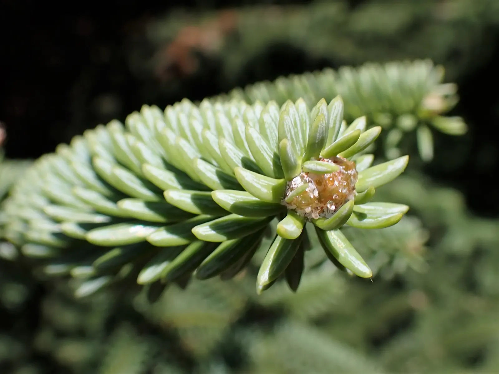 Moroccan Fir (Abies Marocana) — Requires well-drained soil, thrives in full sun to partial shade