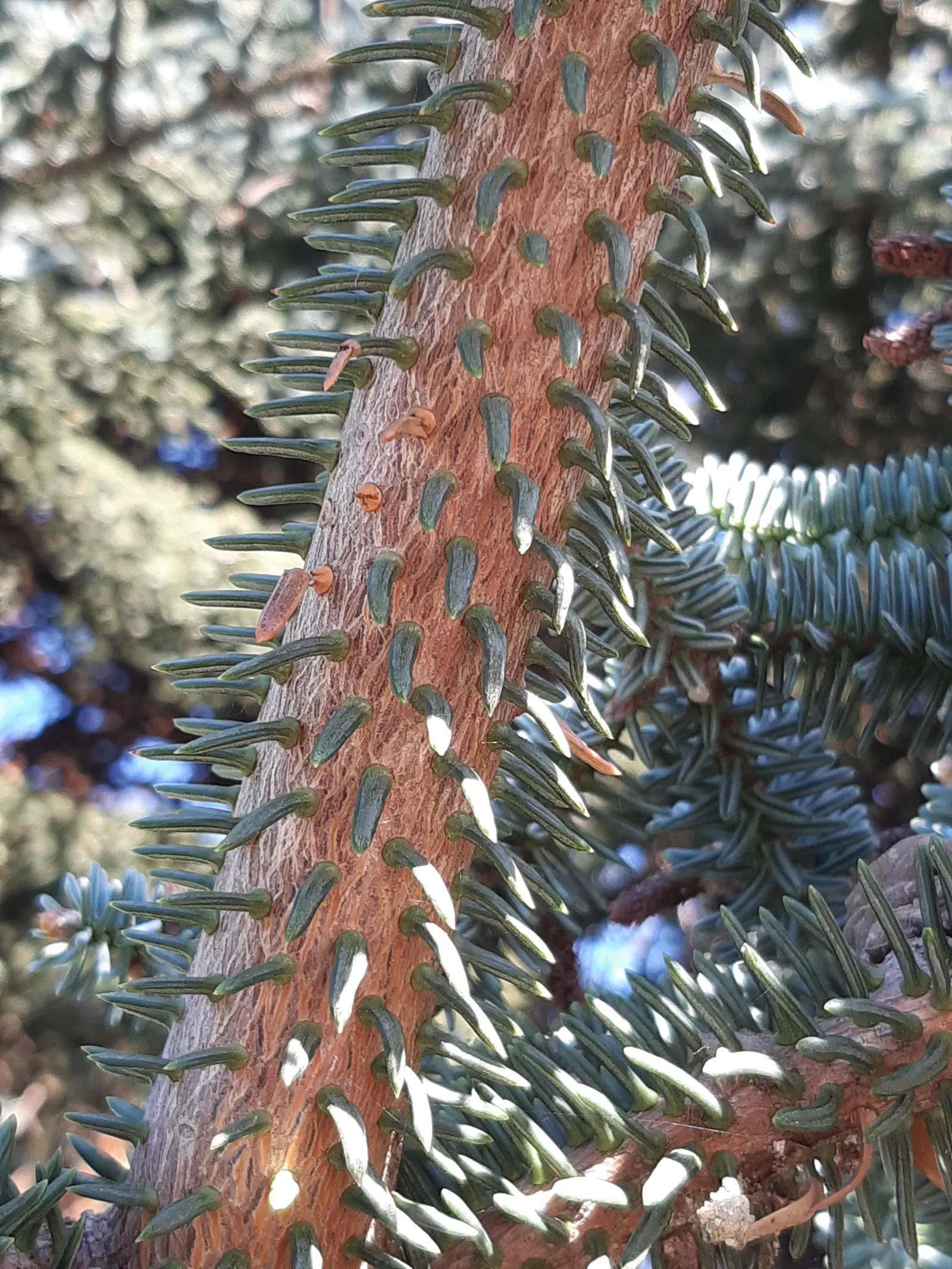 Moroccan Fir (Abies Marocana) — is a rare and exquisite conifer optimal for use as a focal point in a landscape design