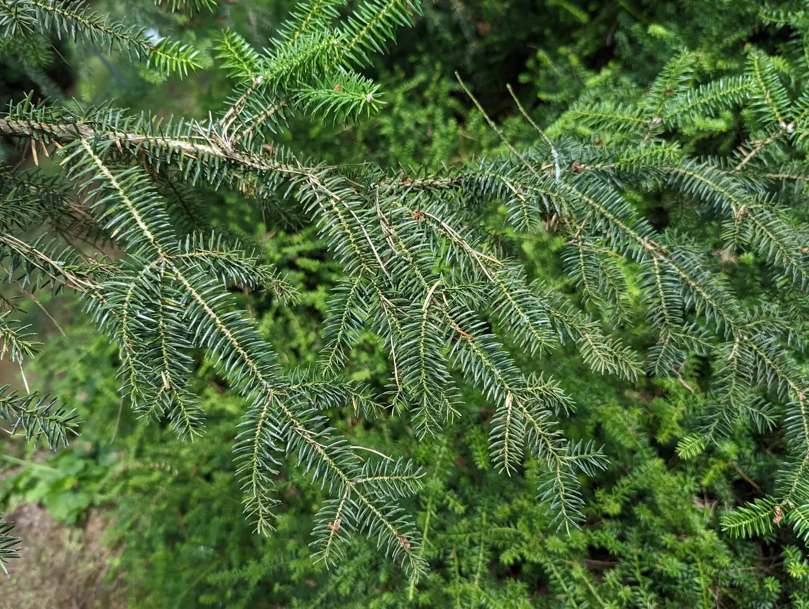 Moroccan Fir (Abies Marocana) — Native to the Atlas Mountains of Morocco