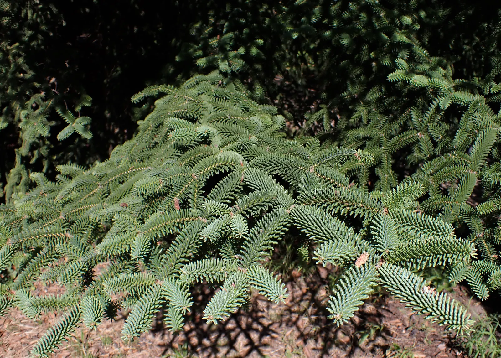 Moroccan Fir (Abies Marocana) — It bears glossy, dark green needles, approximately 1 inch long, with a distinctive two-striped underside