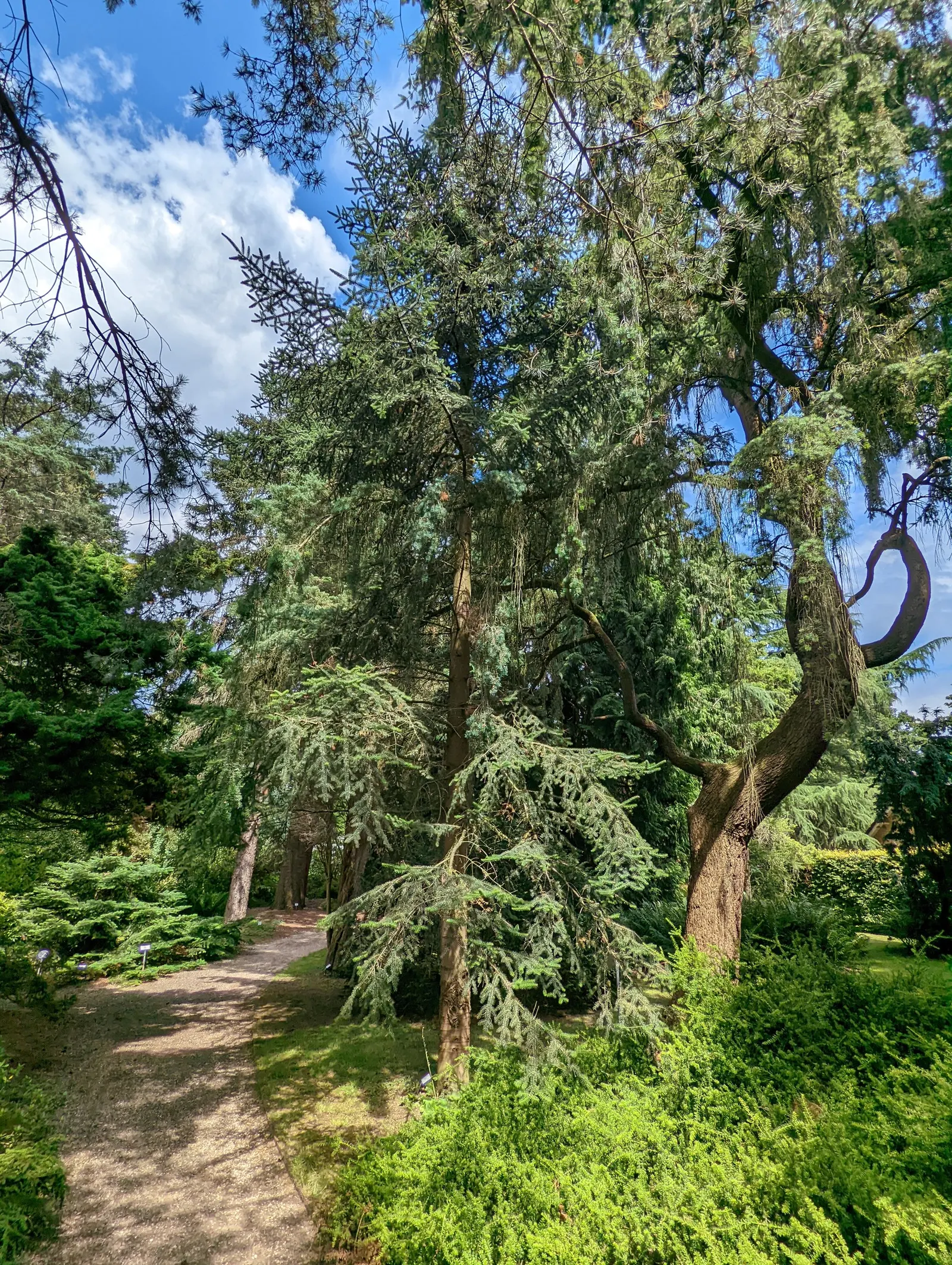 Moroccan Fir (Abies Marocana) — this fir species thrives in USDA zones 6-9