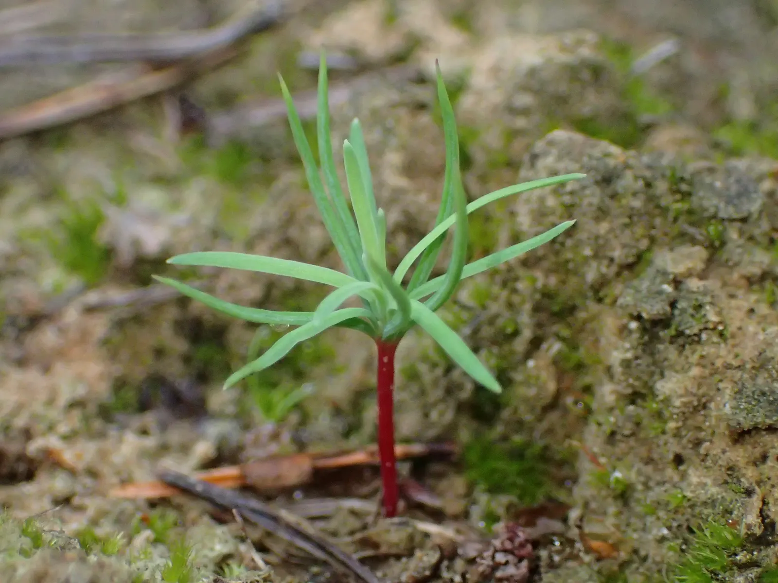 European Larch (Larix Decidua) — which are soft to the touch