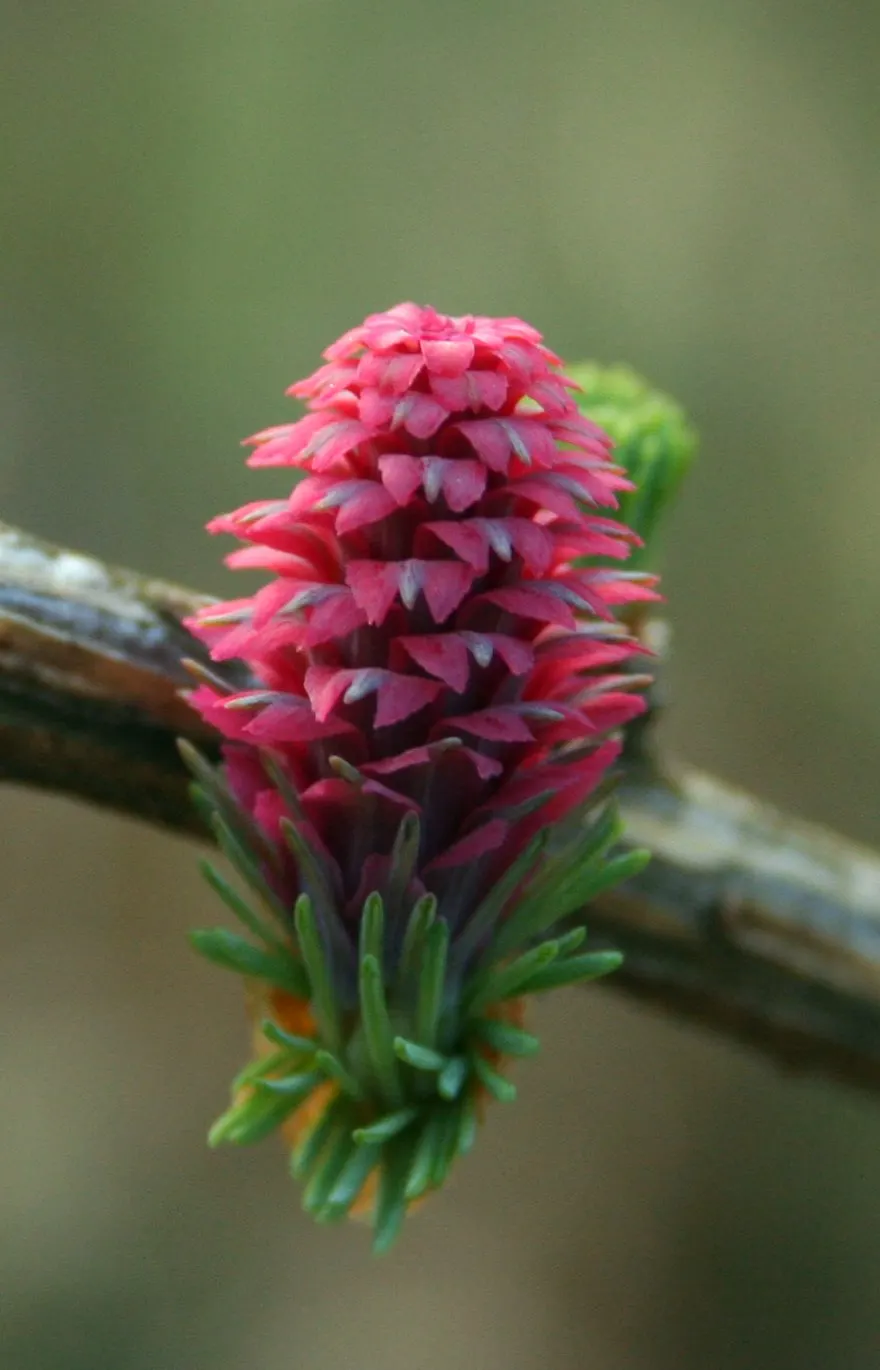 European Larch (Larix Decidua) — ornamental cones accompanies the reemergence of foliage; providing the client with a resilient and visually captivating