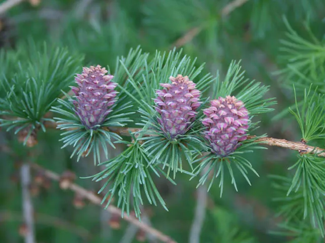 European Larch (Larix Decidua) — It boasts a pyramidal shape in youth, becoming more open with age; which are soft to the touch, image 68