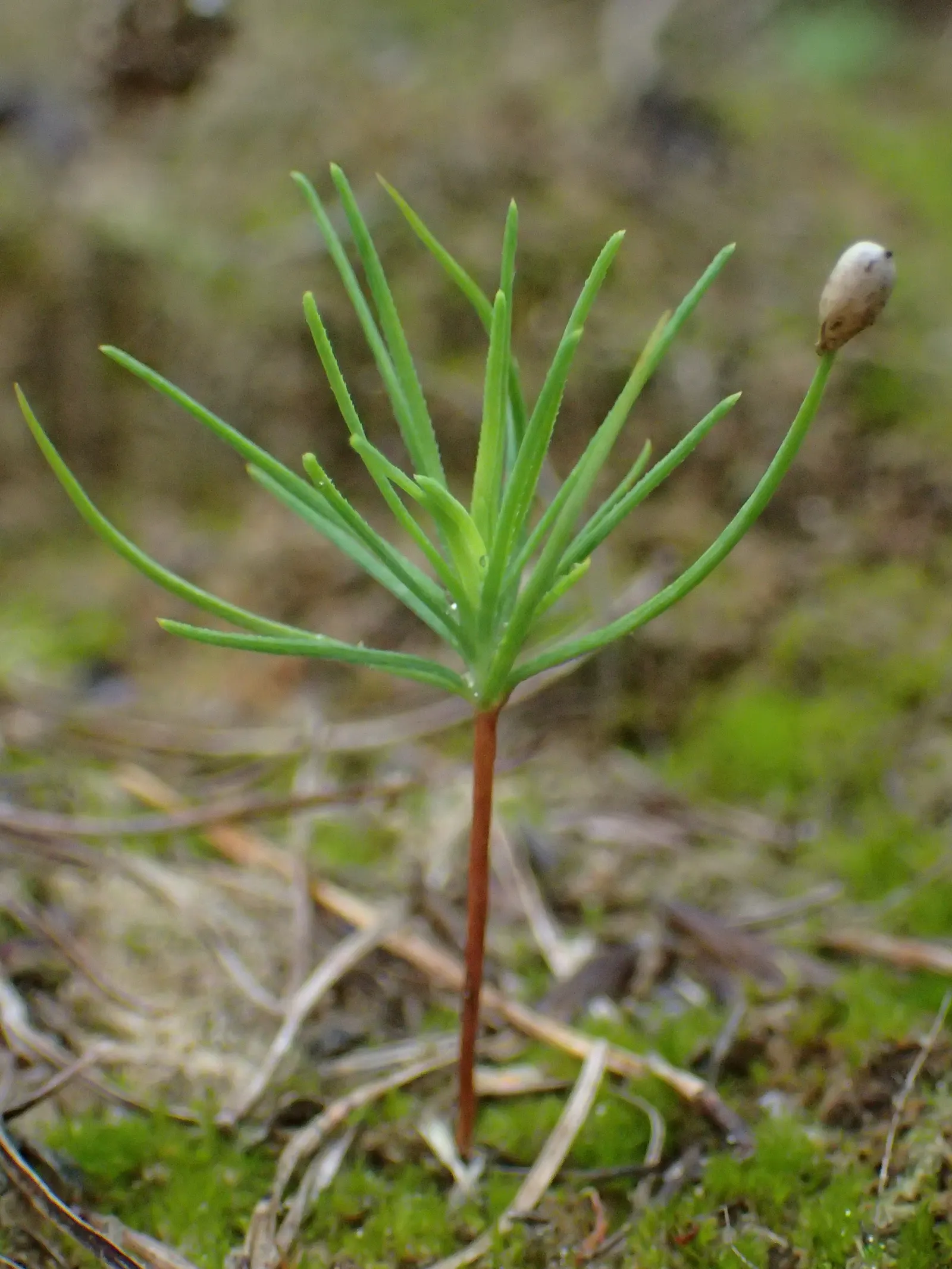 European Larch (Larix Decidua) — regular checks and maintenance should be part of the garden care routine
