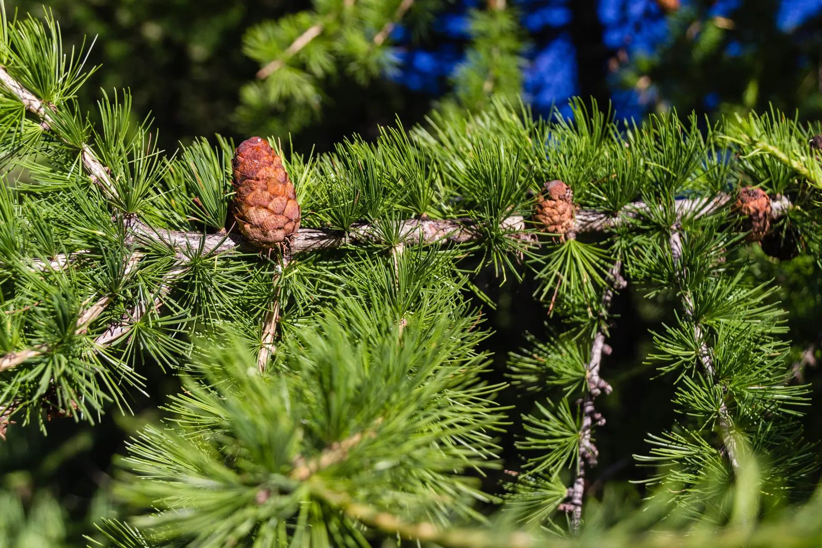 European Larch (Larix Decidua) — Preferring full sun, it thrives in well-drained soils and features 1-2-inch cones