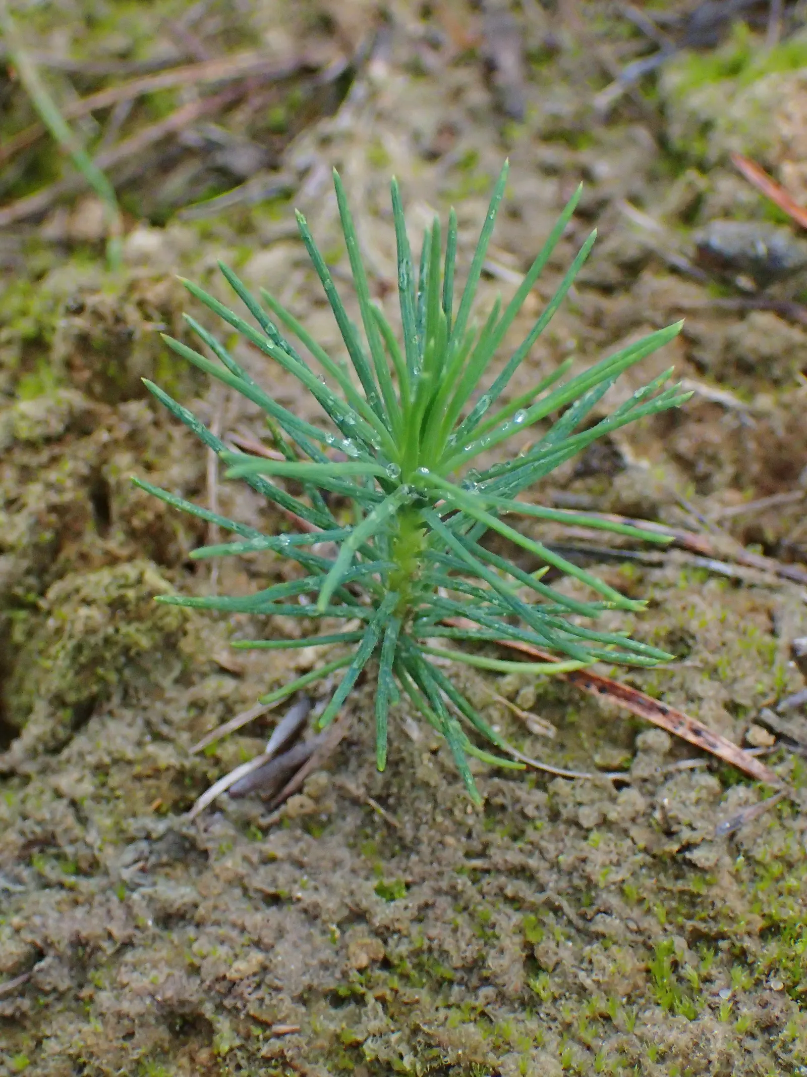 European Larch (Larix Decidua) — and ornamental characteristics; it boasts a pyramidal shape in youth, becoming more open with age, image 51