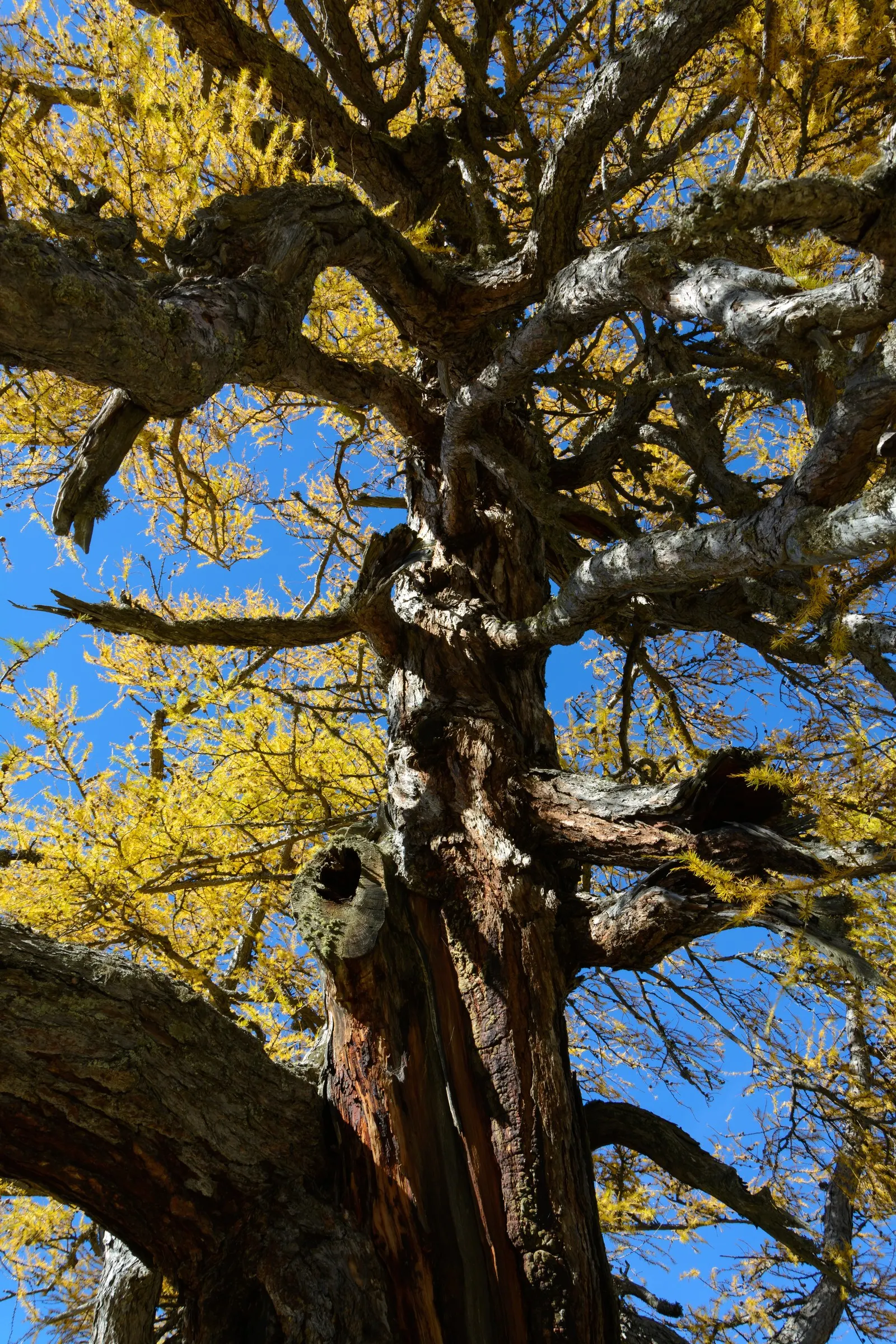 European Larch (Larix Decidua) — These bright green needles turn a stunning golden yellow in the fall; conifer / tree for full, image 57