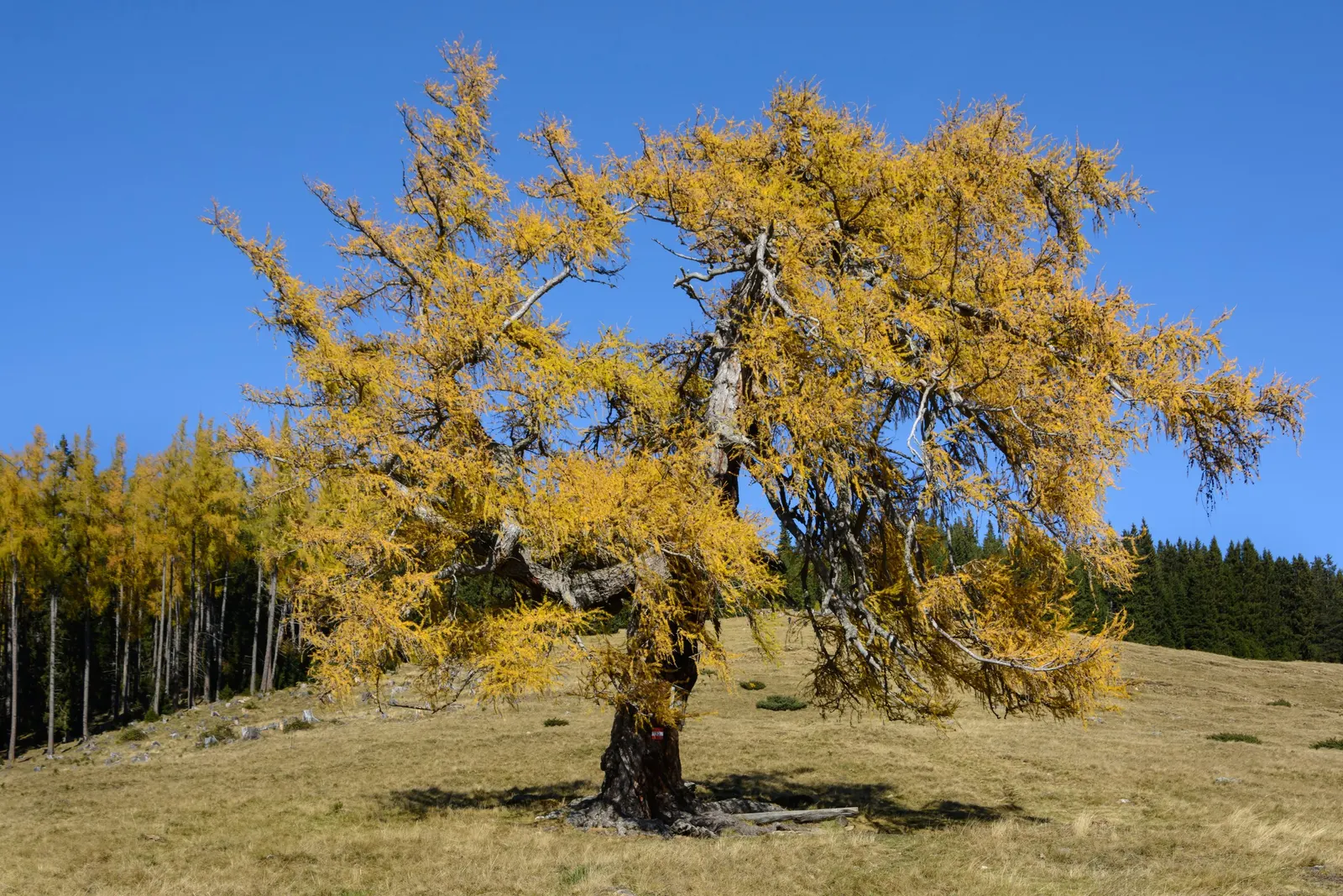 European Larch (Larix Decidua) — Larix decidua requires full sunlight and can thrive in a variety of soil types; these bright green needles turn a stunning