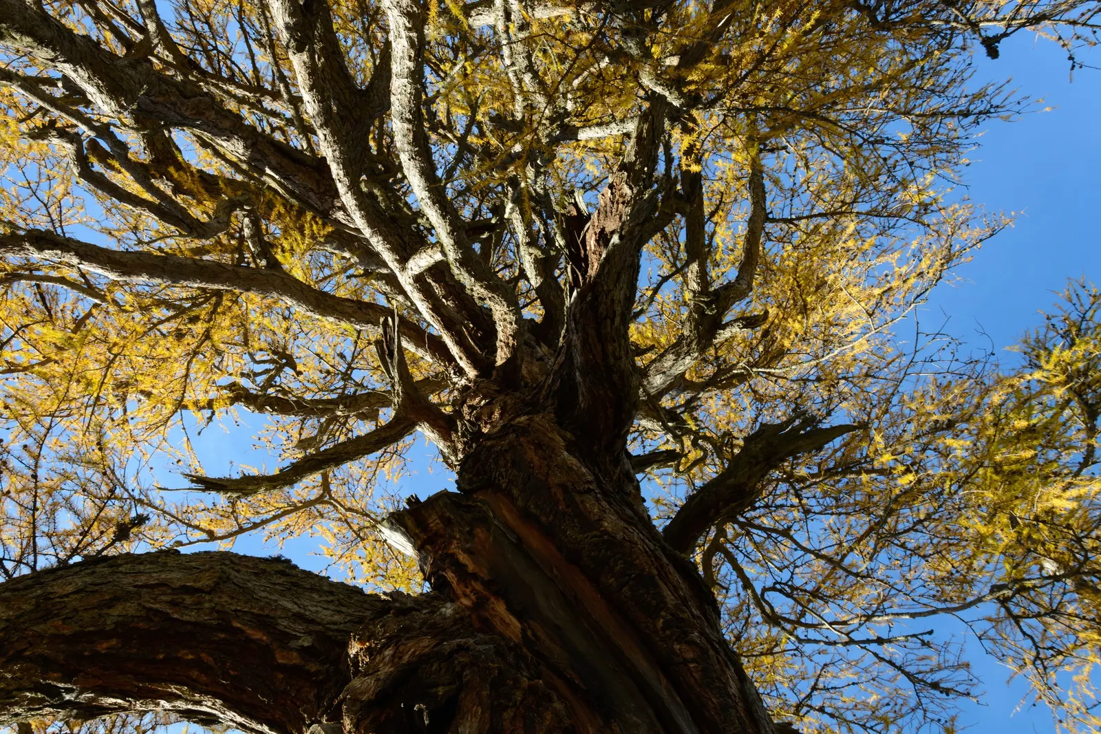 European Larch (Larix Decidua) — The shape of this deciduous conifer is commonly pyramidal when young; ornamental cones accompanies the reemergence, image 53