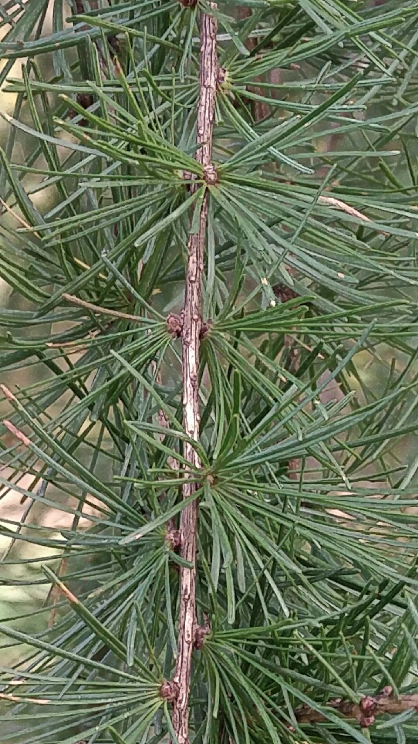 European Larch (Larix Decidua) — and grow in dense clusters on short spur-like shoots; a distinctive attribute among conifers, image 56