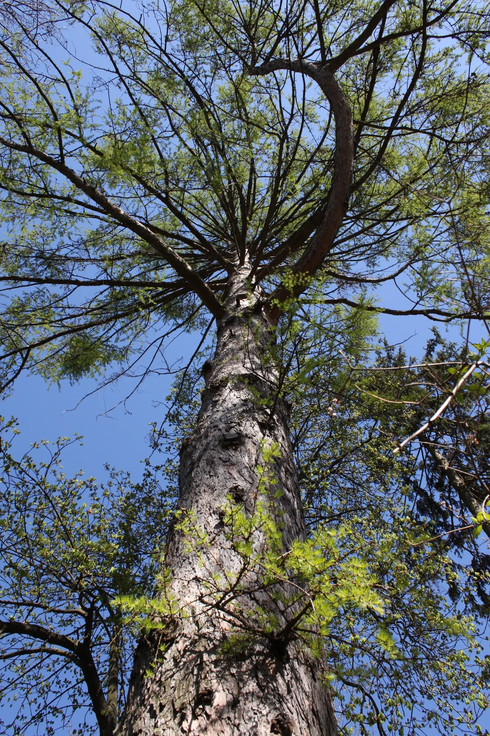 European Larch (Larix Decidua) — provides a dynamic presence in any landscape design due to its majestic height