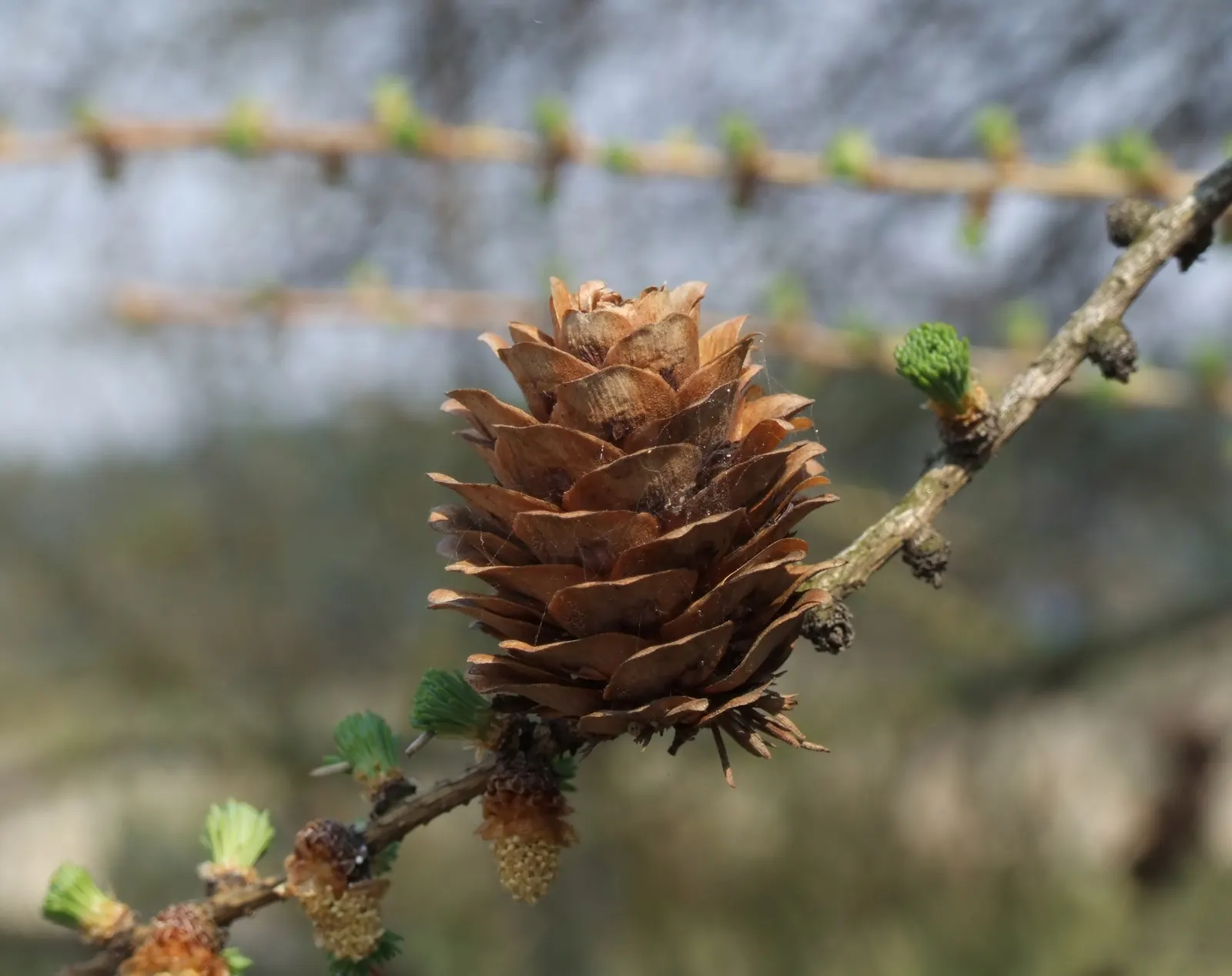 European Larch (Larix Decidua) — and grow in dense clusters on short spur-like shoots; a distinctive attribute among conifers