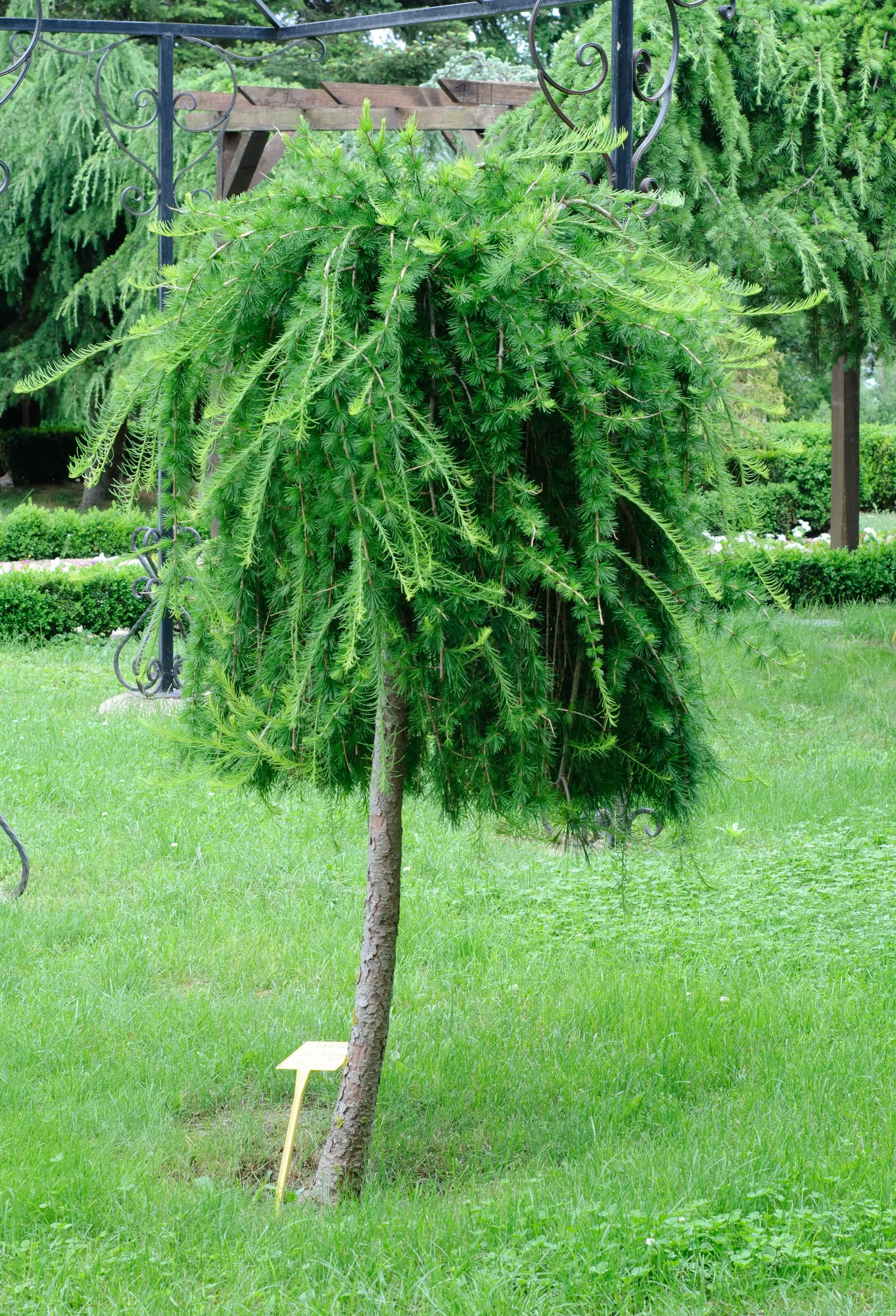 European Larch (Larix Decidua) — It boasts a pyramidal shape in youth, becoming more open with age; which are soft to the touch