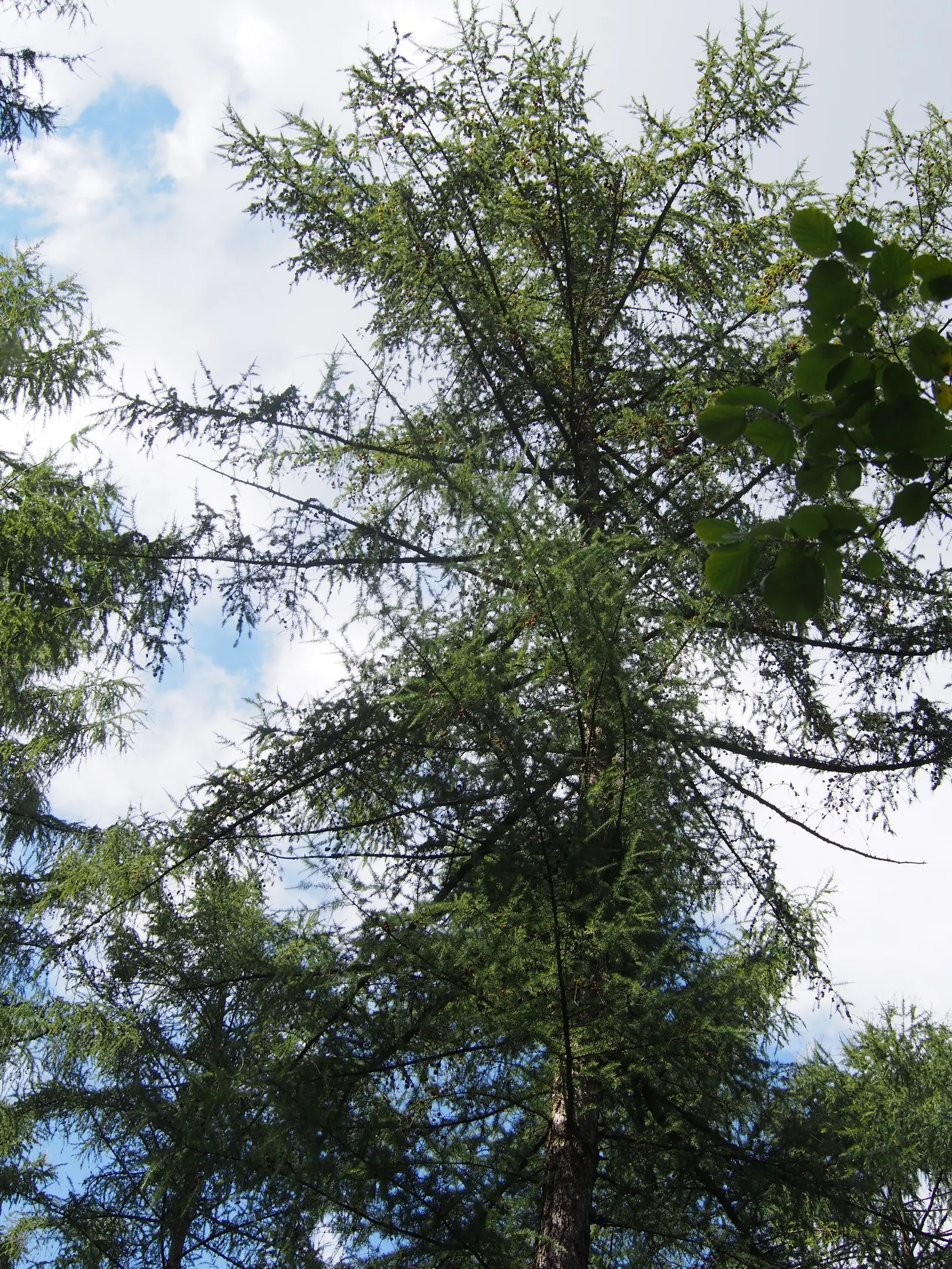 European Larch (Larix Decidua) — The European Larch, Larix decidua, is deciduous, coniferous royalty, with a mature height of 60-100 feet; preferring full sun