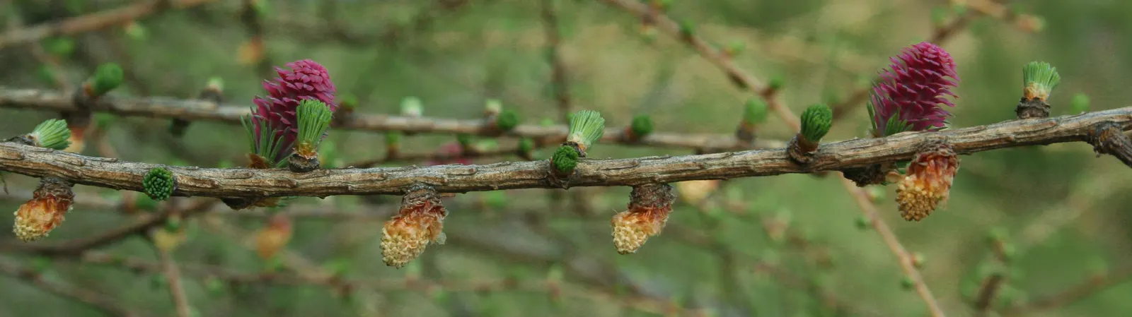 European Larch (Larix Decidua) — creating a dramatic seasonal display before they are shed