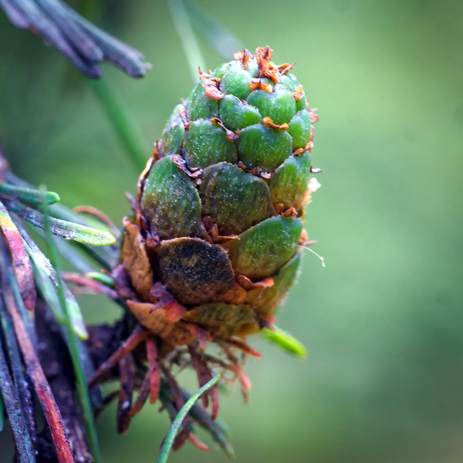 European Larch (Larix Decidua) — The European Larch, Larix decidua, is deciduous, coniferous royalty, with a mature height of 60-100 feet, image 45