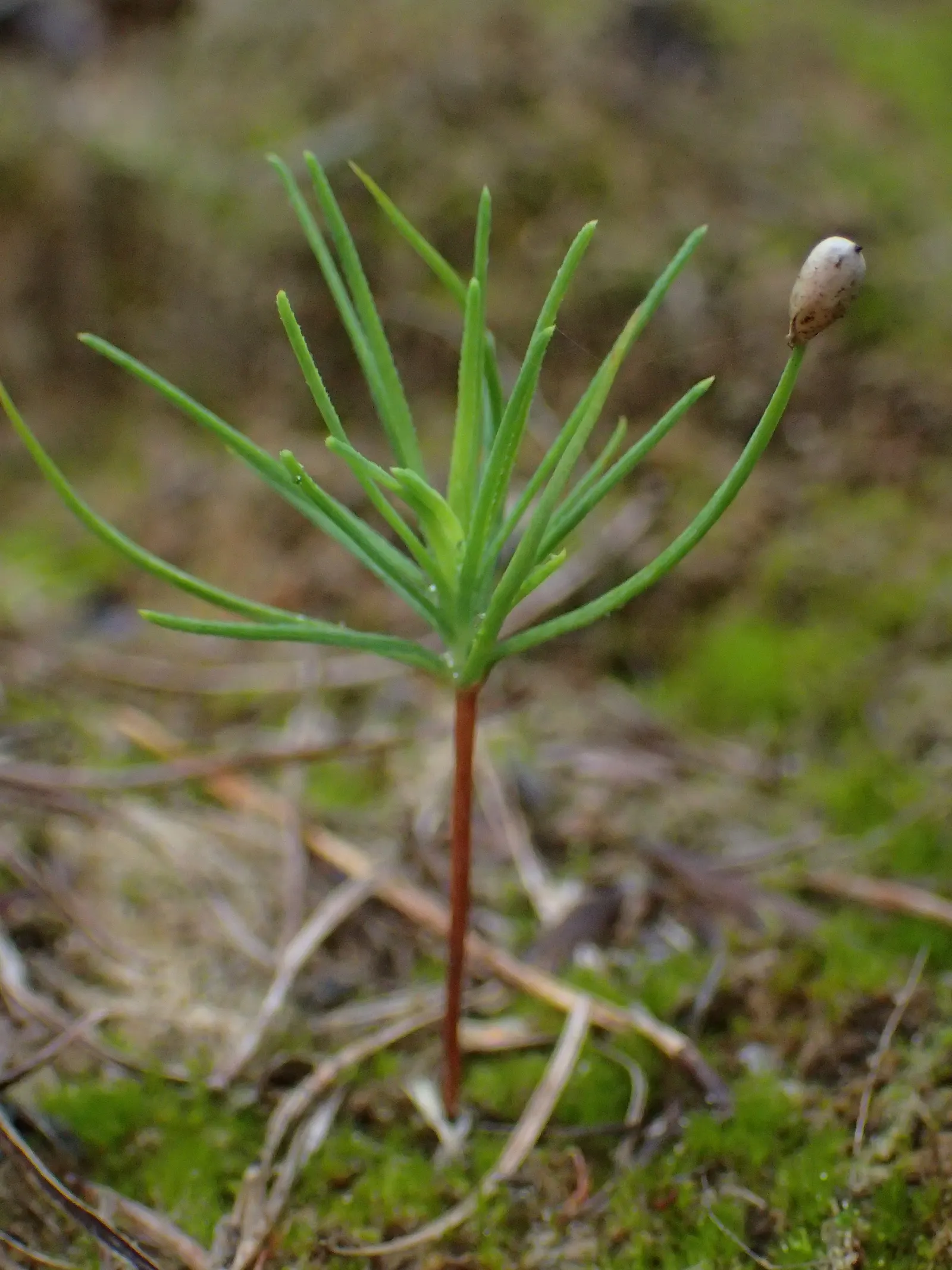 European Larch (Larix Decidua) — The shape of this deciduous conifer is commonly pyramidal when young