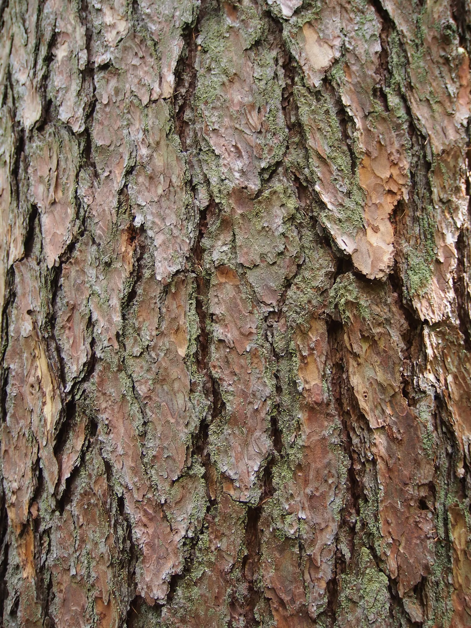 European Larch (Larix Decidua) — starting out green and maturing to a woody brown as the season progresses.<br><br>For optimal growth; provides a, image 61