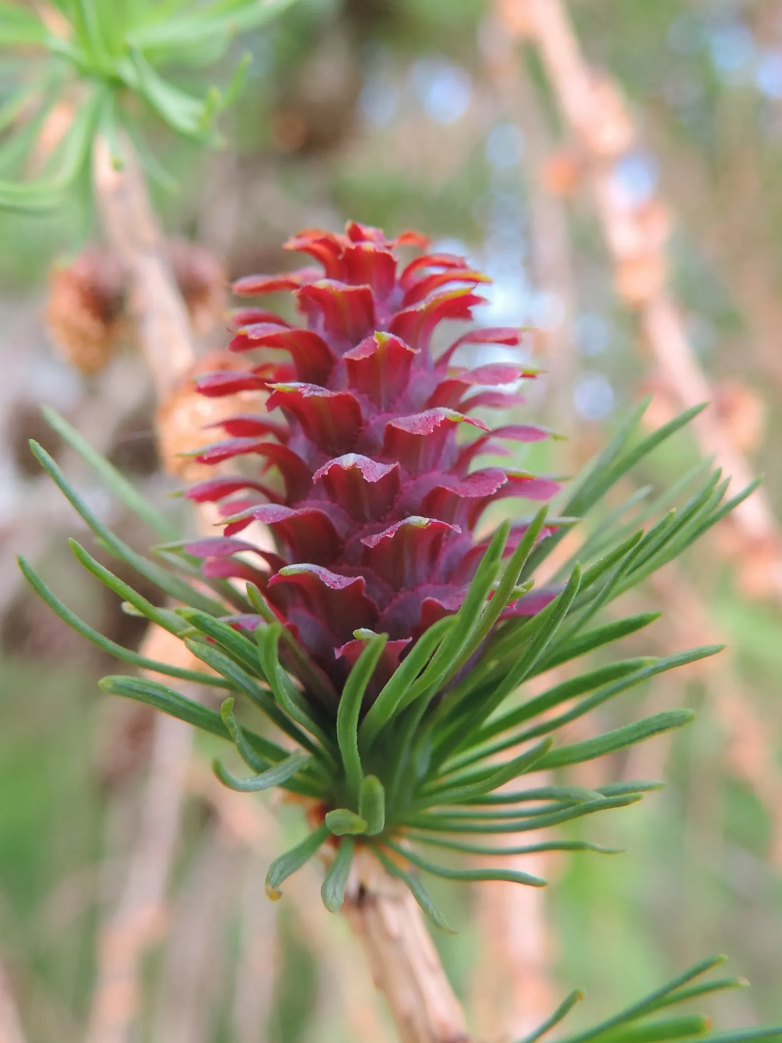 European Larch (Larix Decidua) — Preferring full sun, it thrives in well-drained soils and features 1-2-inch cones; its needles turn a stunning golden yellow