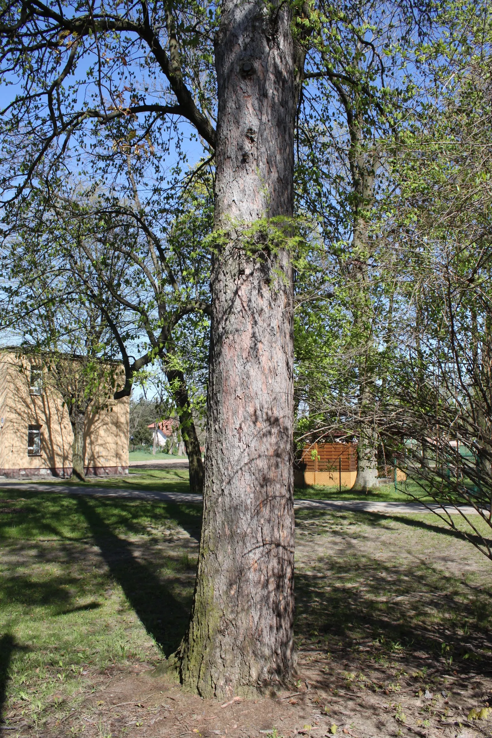 European Larch (Larix Decidua) — and grow in dense clusters on short spur-like shoots
