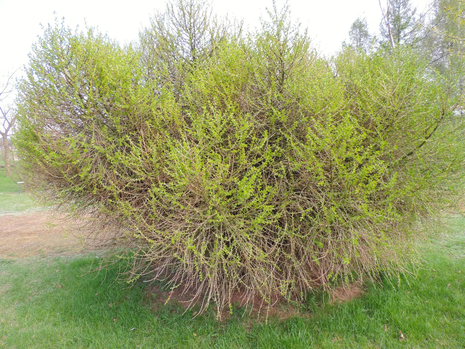 European Larch (Larix Decidua) — Mature specimens can reach towering heights of 70 to 100 feet with a breadth of roughly 25 to 35 feet; the shape, image 52