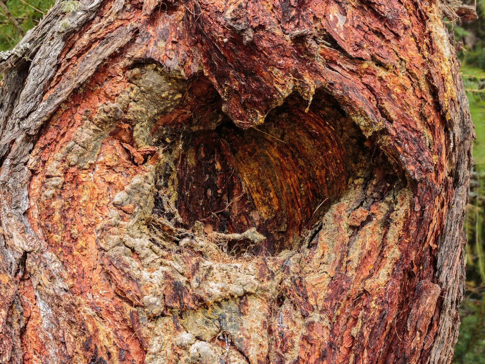 European Larch (Larix Decidua) — starting out green and maturing to a woody brown as the season progresses.<br><br>For optimal growth; provides a dynamic