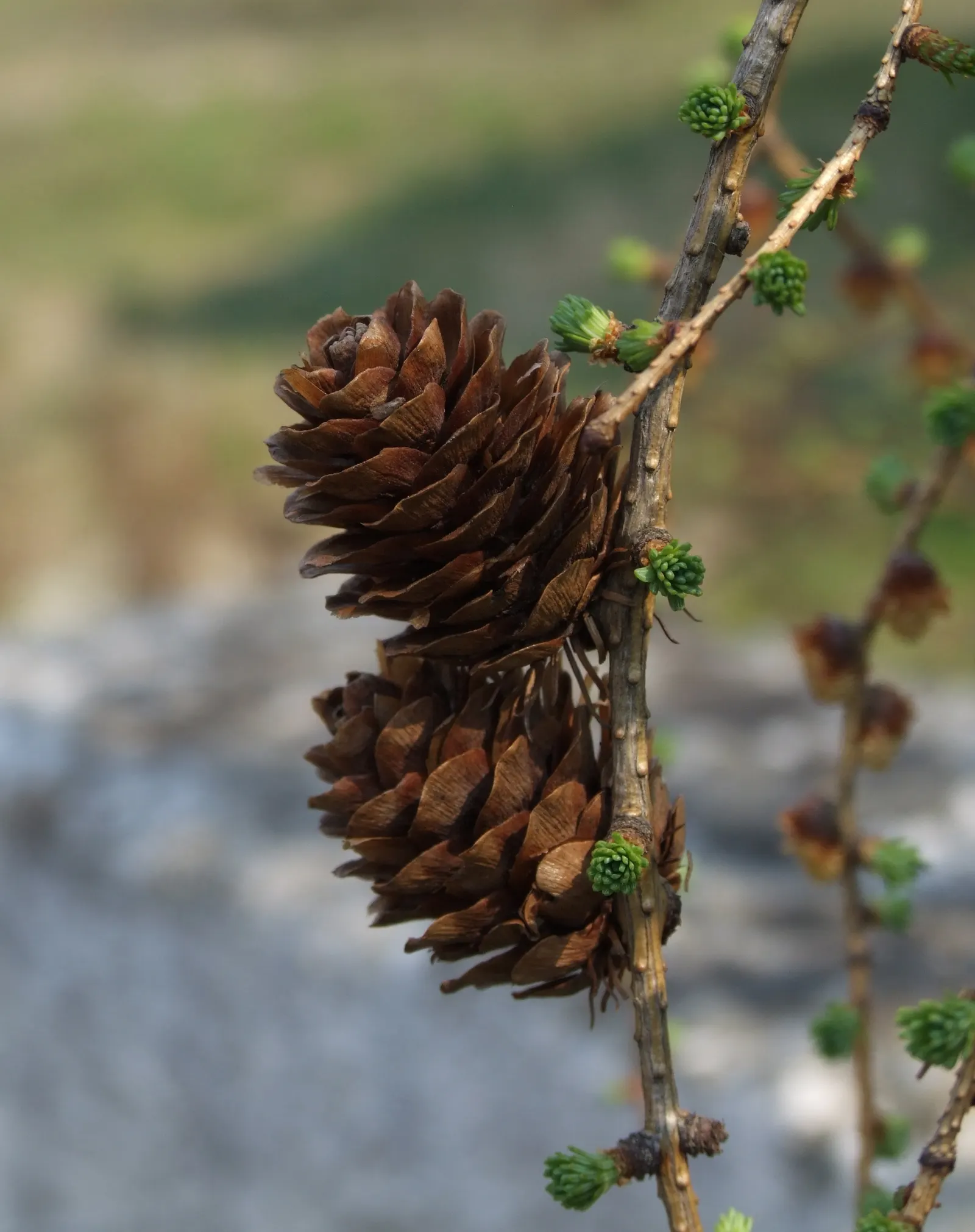 European Larch (Larix Decidua) — Its needles turn a stunning golden yellow before dropping in fall; larix decidua requires full sunlight and can, image 69