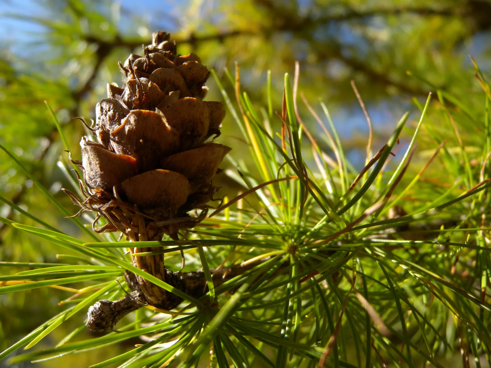 European Larch (Larix Decidua) — Mature specimens can reach towering heights of 70 to 100 feet with a breadth of roughly 25 to 35 feet