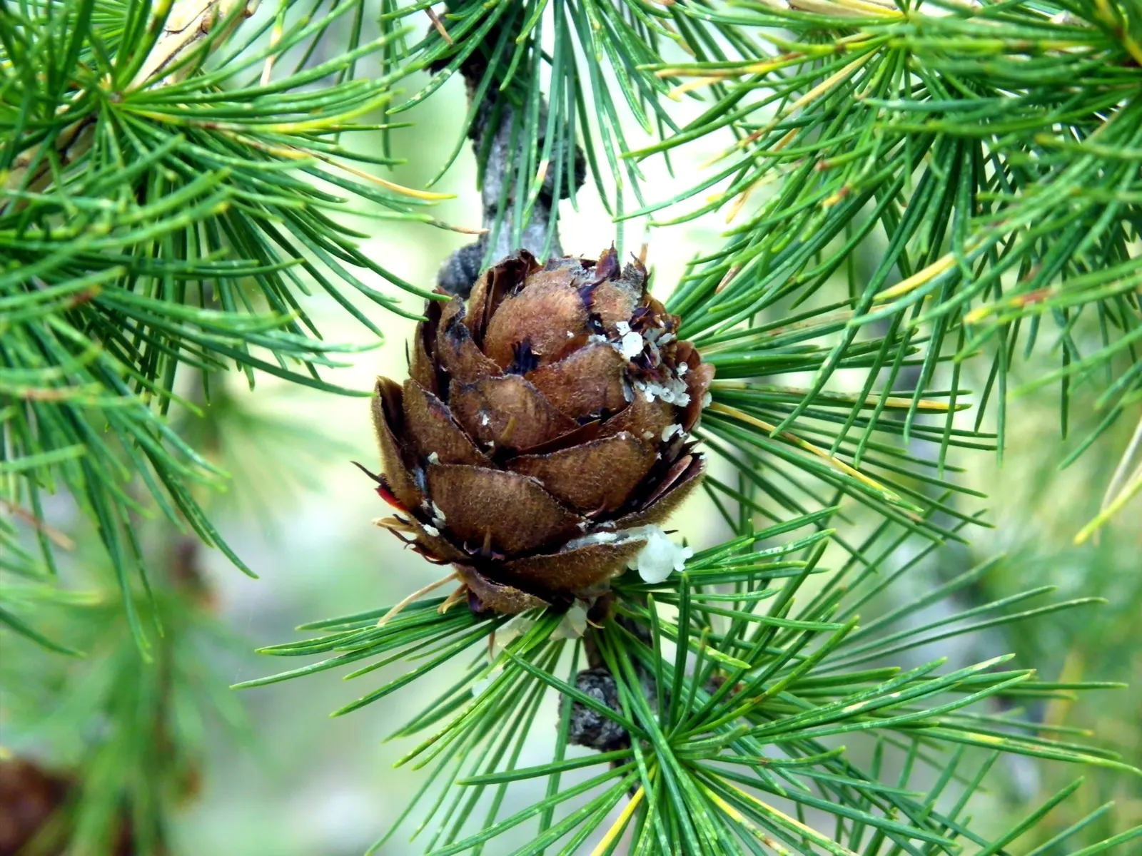European Larch (Larix Decidua) — Hardy to zone 2, it's a majestic choice for seasonal interest in large landscape designs; becoming more broad and, image 71