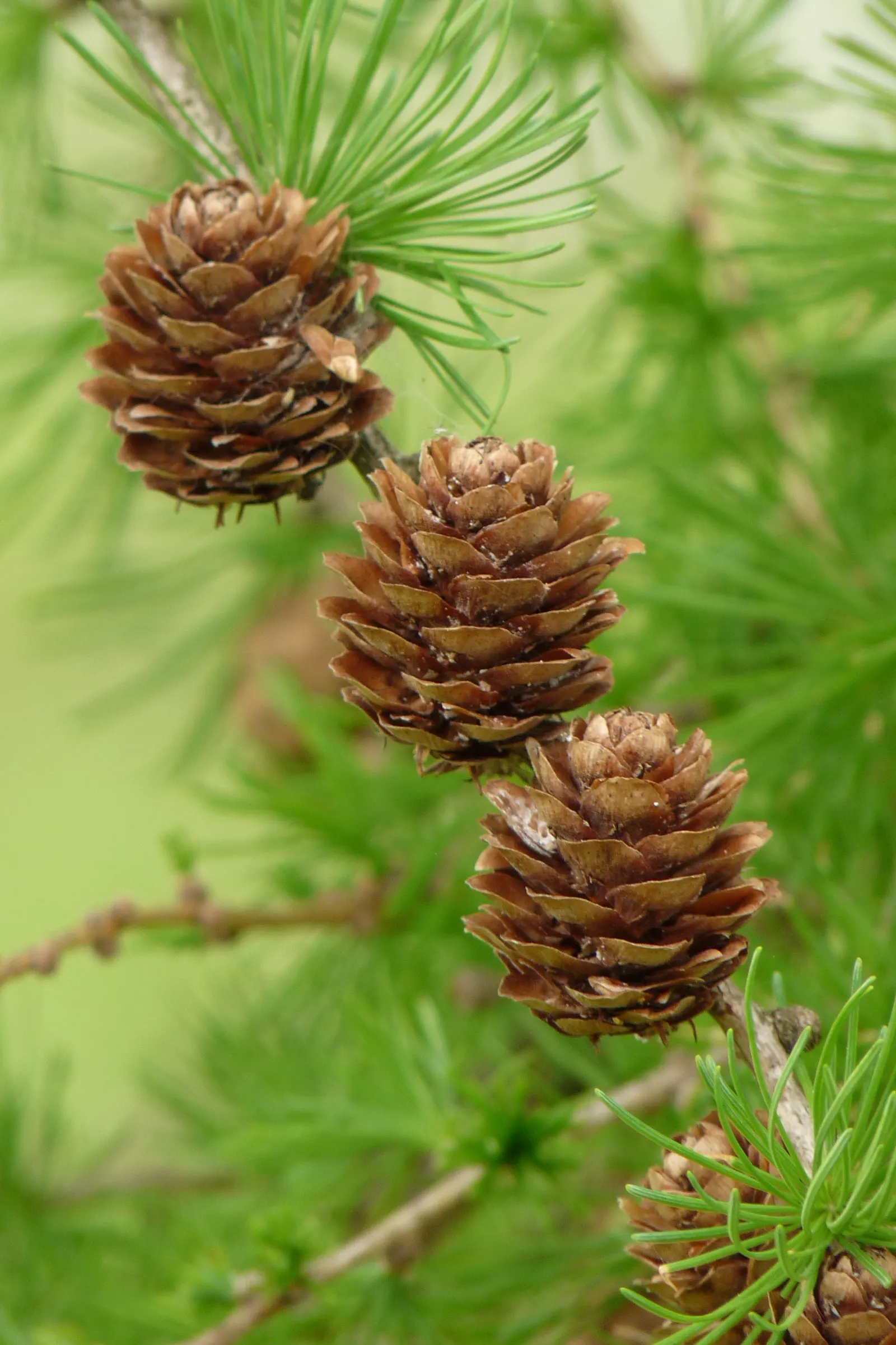 European Larch (Larix Decidua) — These bright green needles turn a stunning golden yellow in the fall; conifer / tree for full
