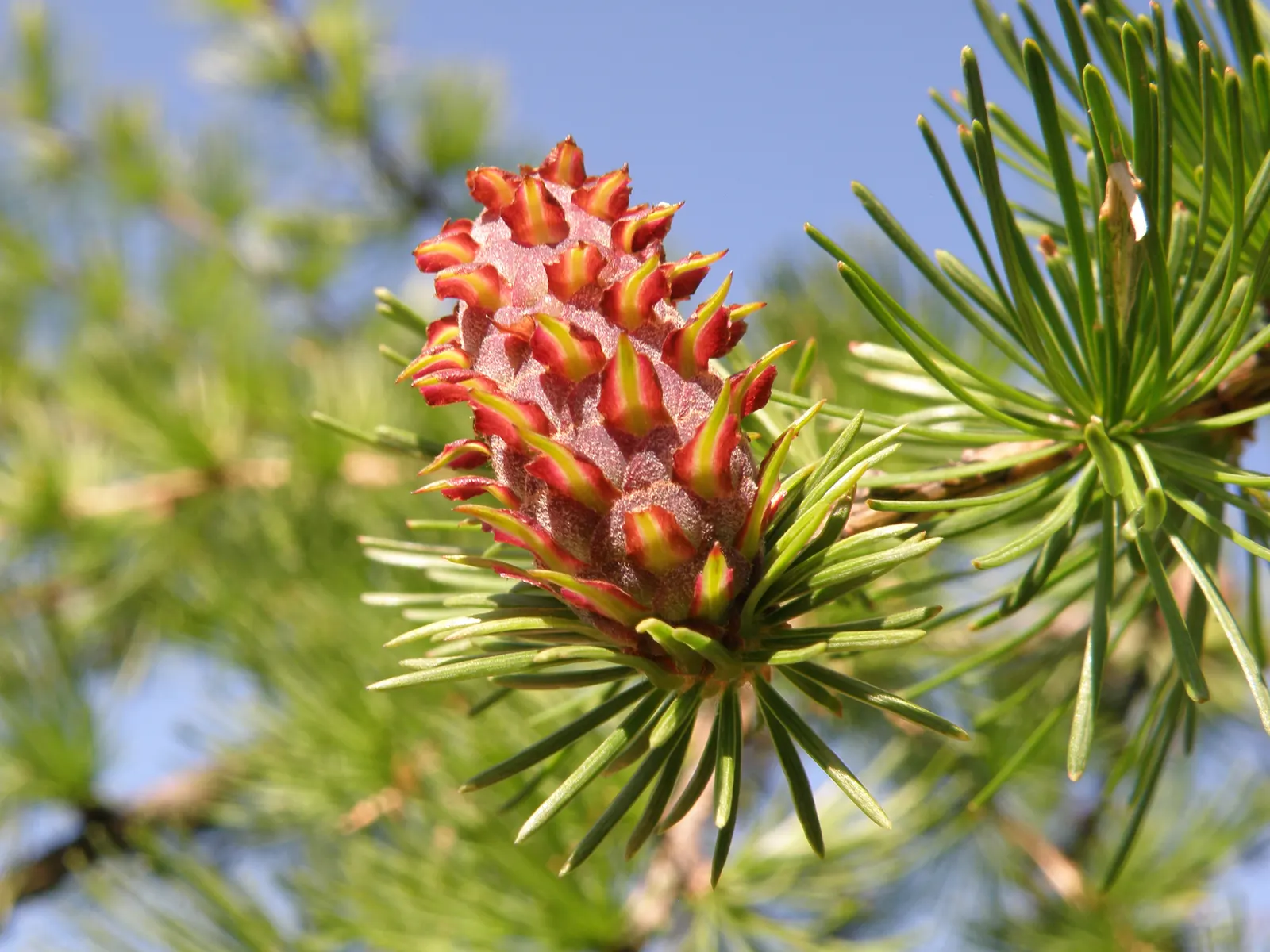 European Larch (Larix Decidua) — Its needles turn a stunning golden yellow before dropping in fall; larix decidua requires full sunlight and can thrive in a