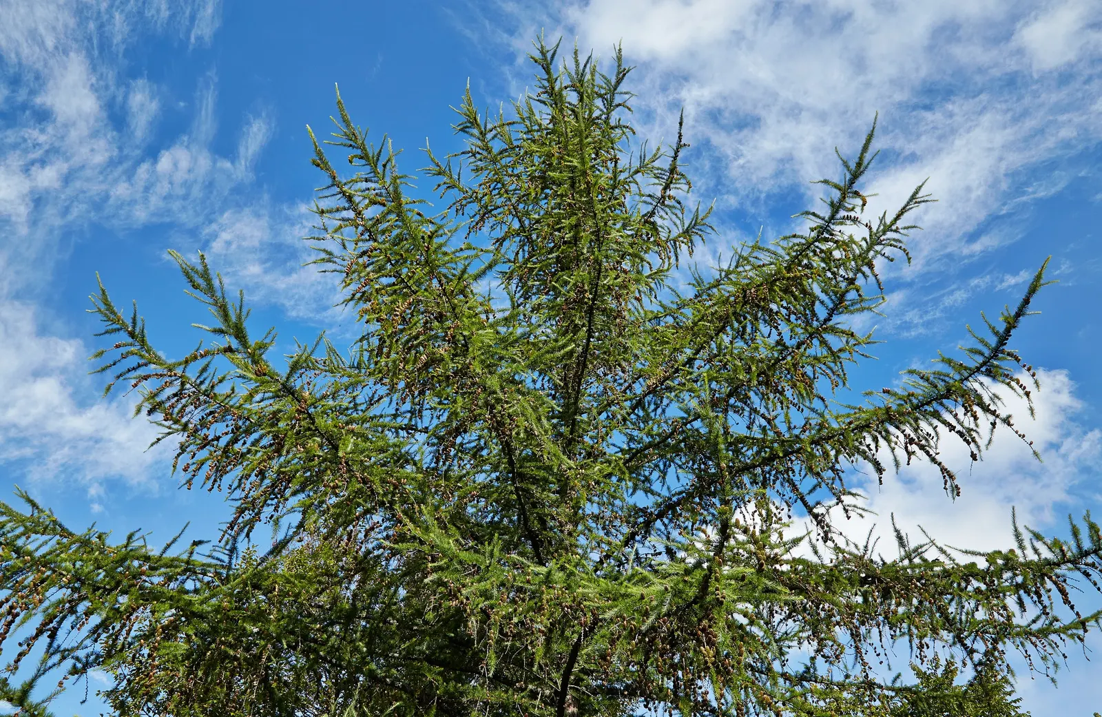 European Larch (Larix Decidua) — becoming more broad and open with age.<br><br>A defining trait of the European Larch is its needles