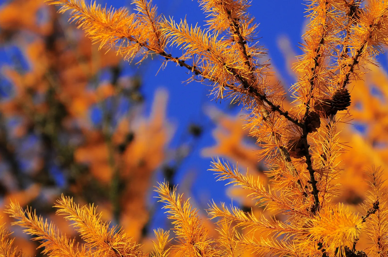 European Larch (Larix Decidua) — regular checks and maintenance should be part of the garden care routine; hardy to zone 2, it's a majestic choice, image 64