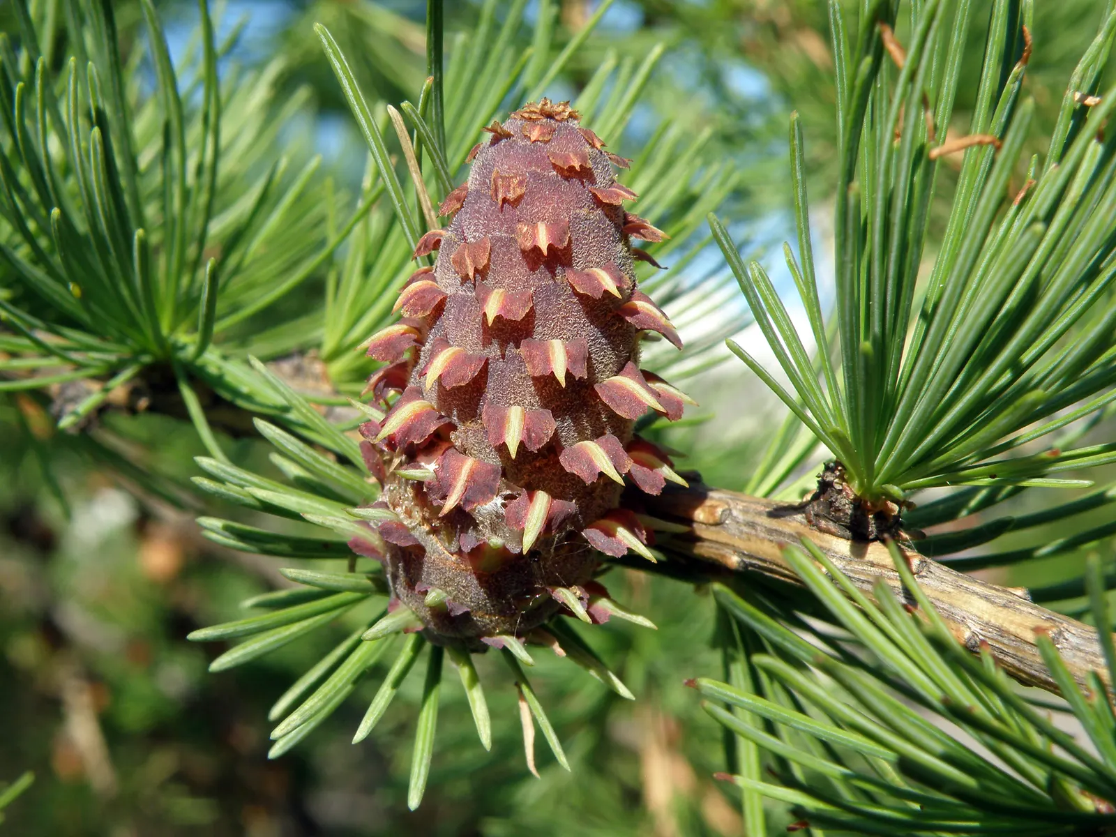 European Larch (Larix Decidua) — conifer / tree for full
