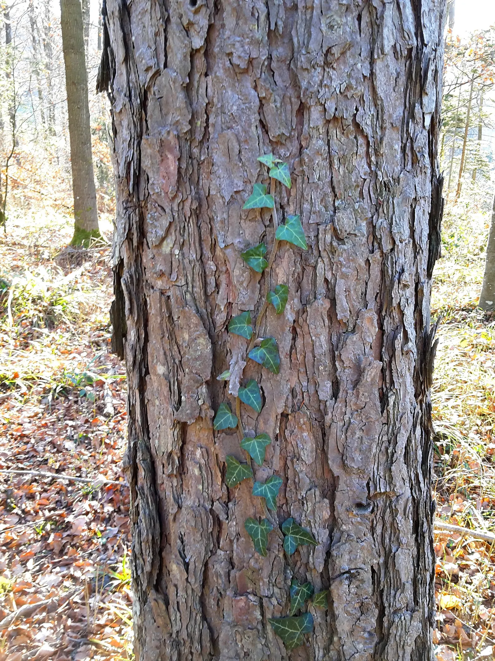 European Larch (Larix Decidua) — conifer / tree for full; its impressive taproot system makes it relatively drought-tolerant and wind-firm once established
