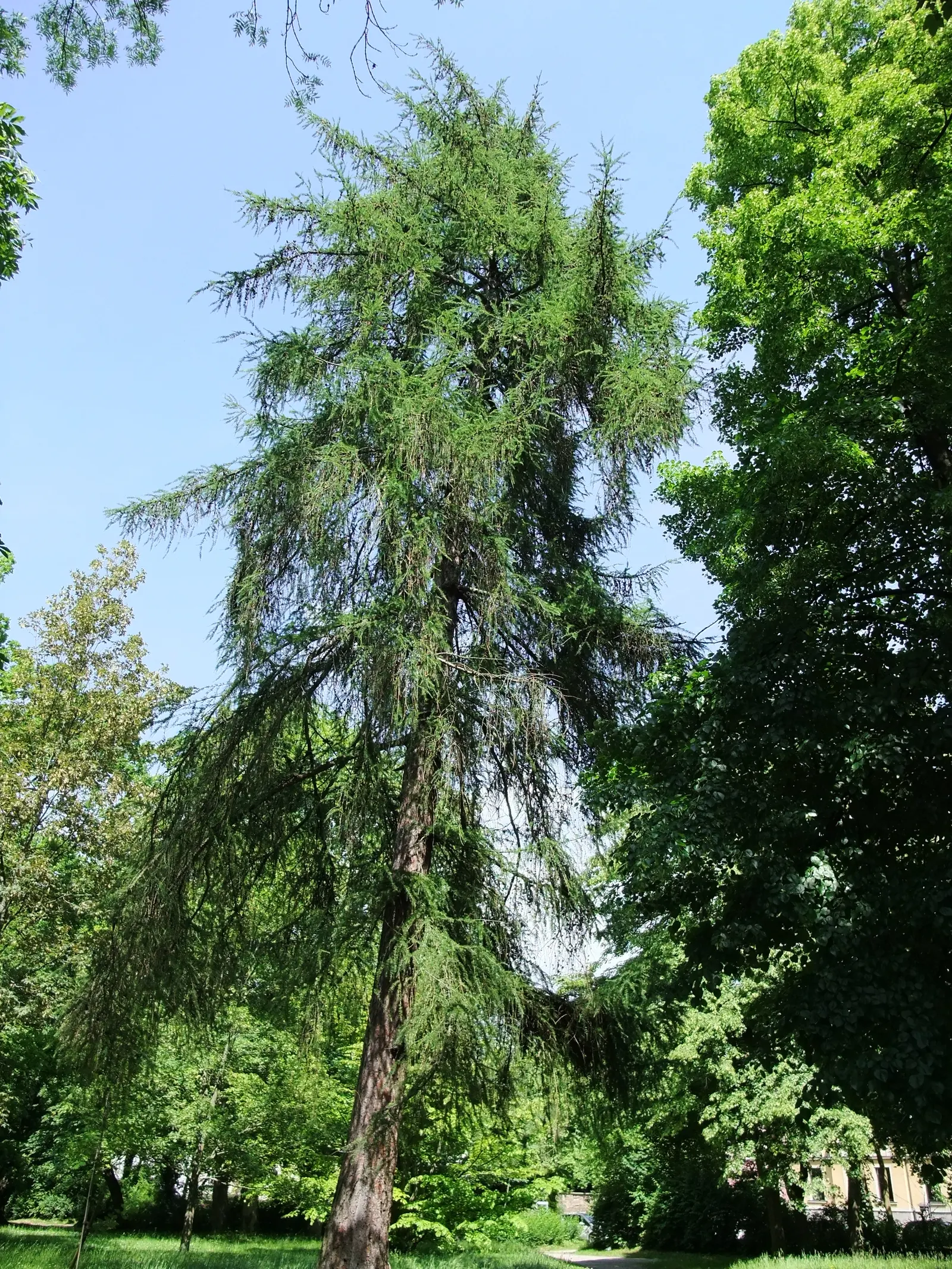 European Larch (Larix Decidua) — becoming more broad and open with age.<br><br>A defining trait of the European Larch is its needles; the European Larch, Larix