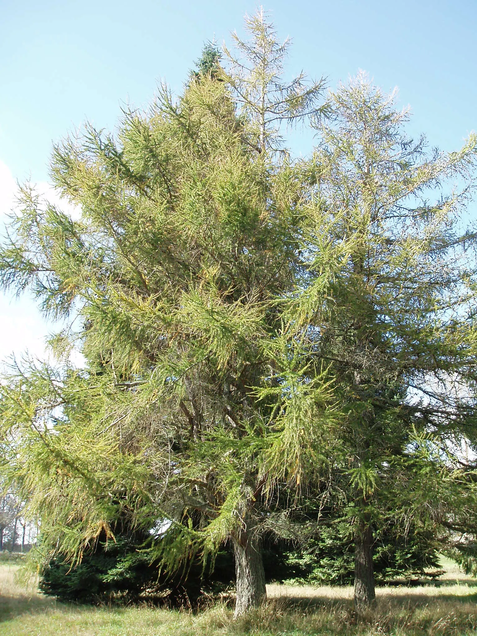 European Larch (Larix Decidua) — conifer / tree for full; its impressive taproot system makes it relatively drought-tolerant and wind-firm once, image 66