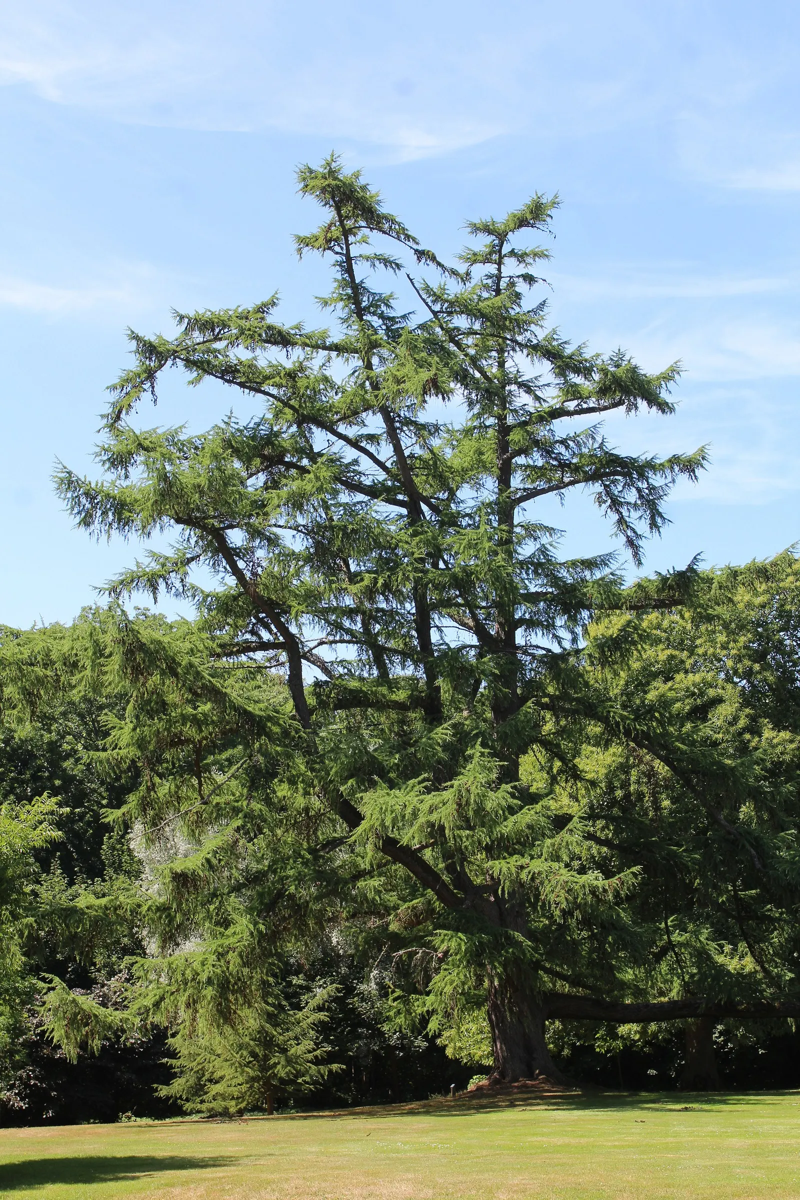 European Larch (Larix Decidua) — These bright green needles turn a stunning golden yellow in the fall