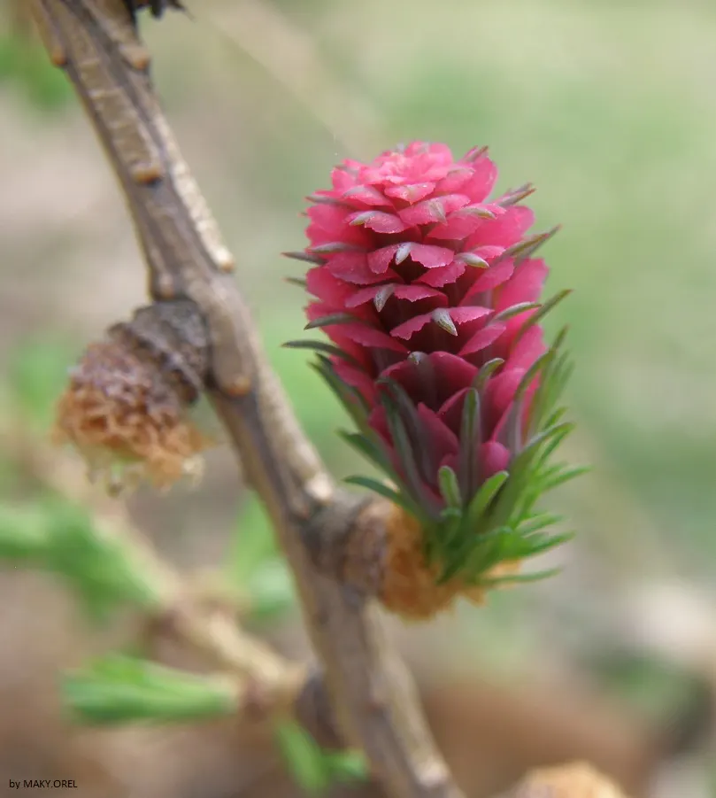 European Larch (Larix Decidua) — becoming more broad and open with age.<br><br>A defining trait of the European Larch is its needles; the European, image 54