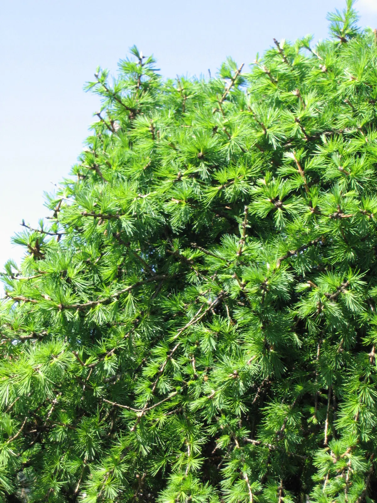 European Larch (Larix Decidua) — providing the client with a resilient and visually captivating feature in their garden; and grow in dense clusters on short