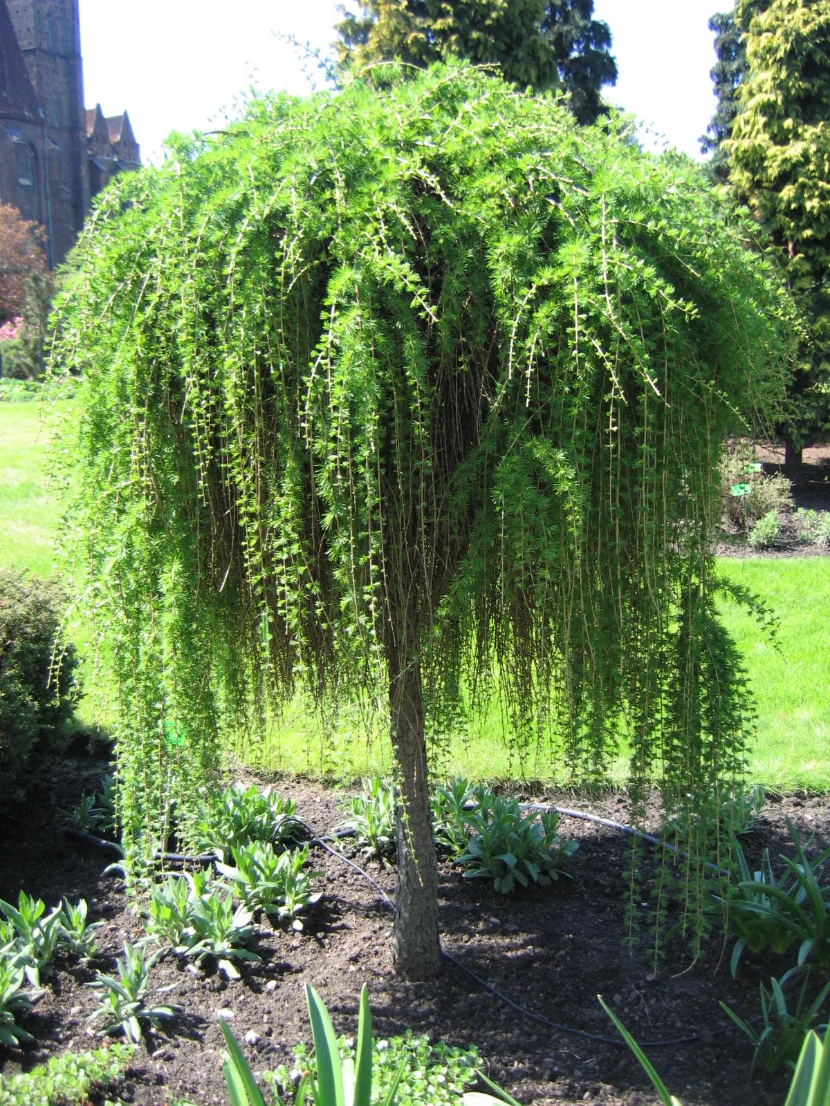 European Larch (Larix Decidua) — ornamental cones accompanies the reemergence of foliage